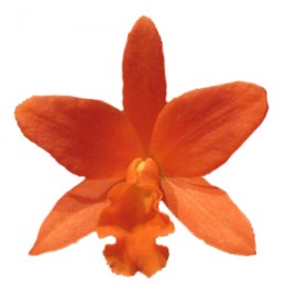 Cattleya Young-Min Orange 'Golden Satisfaction' AM/AOS (Blc.)