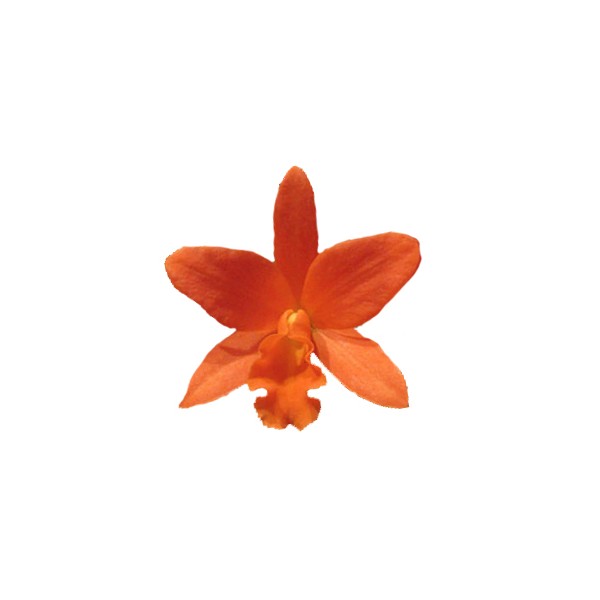 Cattleya Young-Min Orange 'Golden Satisfaction' AM/AOS (Blc.)