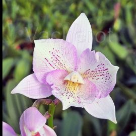 Caulaelia Chantilly Lace 'Twinckle'