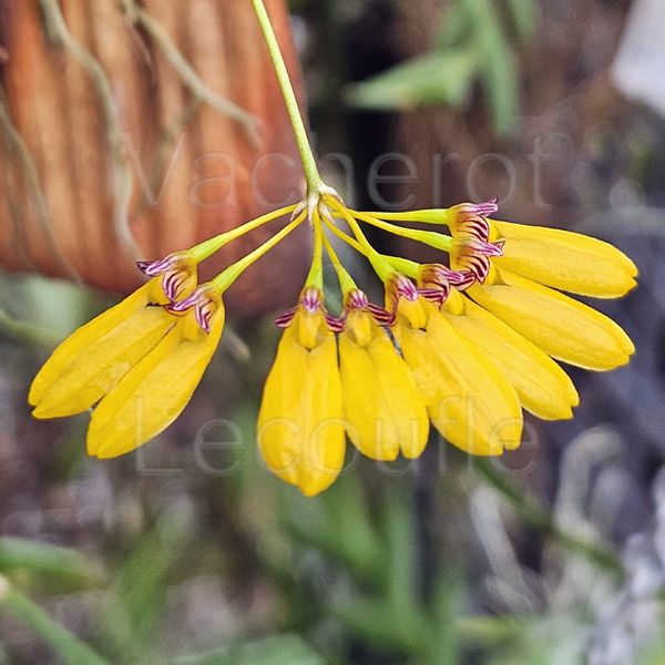 Bulbophyllum skeatianum