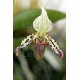 Paphiopedilum argus