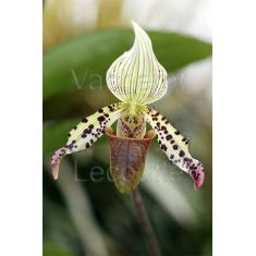 Paphiopedilum argus