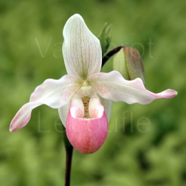 Phragmipedium Cardinale