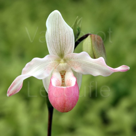 Phragmipedium Cardinale