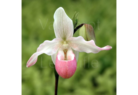 Phragmipedium Cardinale DIVISION PLANTE MERE