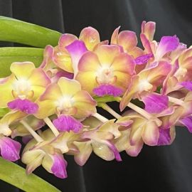 Perreiraara Rapeepath 'Yellow' double plante