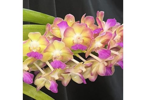 Perreiraara Rapeepath 'Yellow'