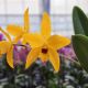 Cattleya Goldbrad 'Miku' SQ/JOGA (Ctt.)
