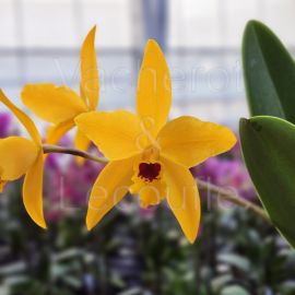 Cattleya Goldbrad 'Miku' SQ/JOGA (Ctt.)