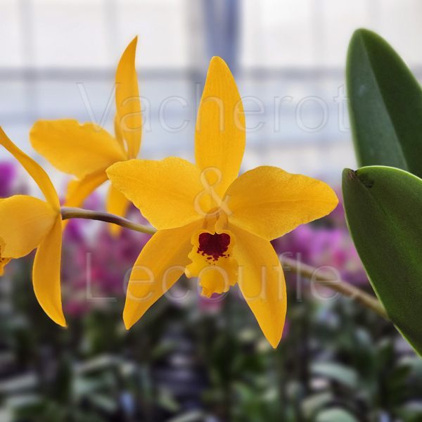 Cattleya Goldbrad 'Miku' SQ/JOGA (Ctt.)