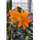 Cattleya Young-Min Orange 'Golden Satisfaction' AM/AOS (Blc.)