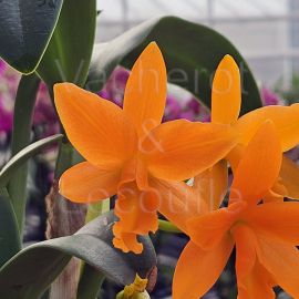 Cattleya Young-Min Orange 'Golden Satisfaction' AM/AOS (Blc.)