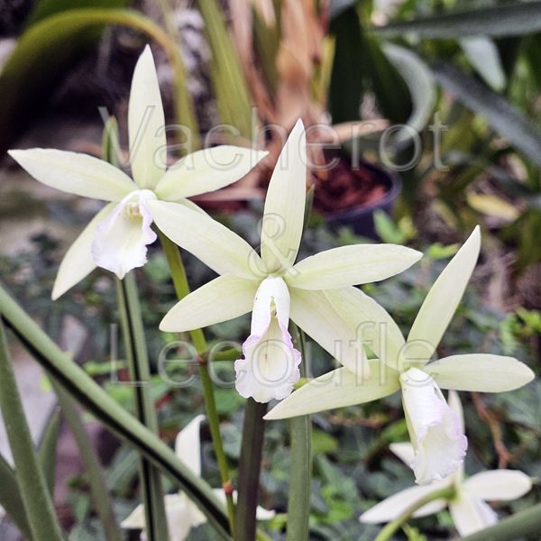 Cattleya Jairak Snow (Bc.)