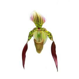 Paphiopedilum Lebaudyanum (philippinense x haynaldianum)