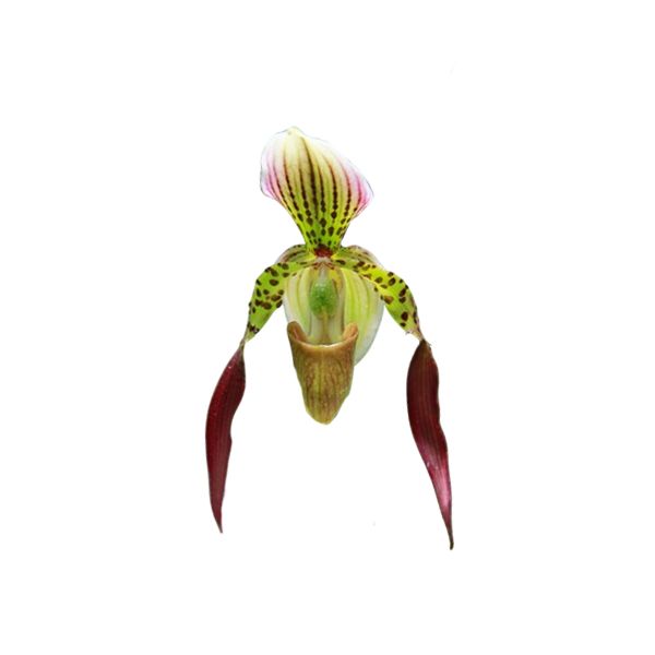 Paphiopedilum Lebaudyanum (philippinense x haynaldianum)