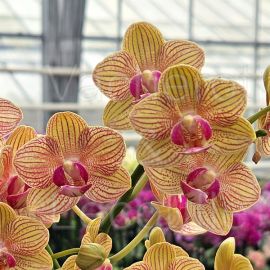 Phalaenopsis Penny Love
