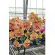 Phalaenopsis Penny Love