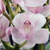 Cymbidium Pink Bell
