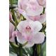 Cymbidium Pink Bell