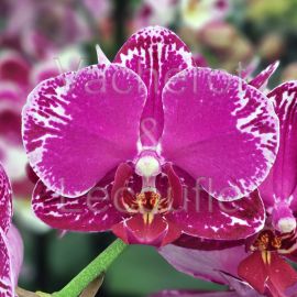 Phalaenopsis Asian Violin