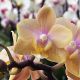 Phalaenopsis MINI Aroma 'Honey'