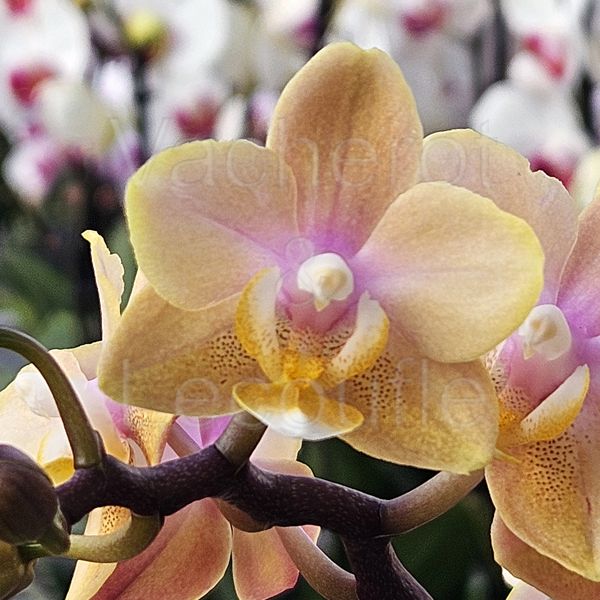 Phalaenopsis MINI Aroma 'Honey'