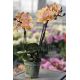 Phalaenopsis MINI Aroma 'Honey'