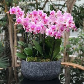 2026-02-13 St Valentin à Boissy