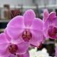 Phalaenopsis Elion