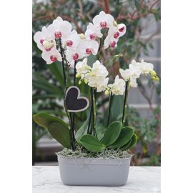 composition MURMURE D'ORCHIDÉES