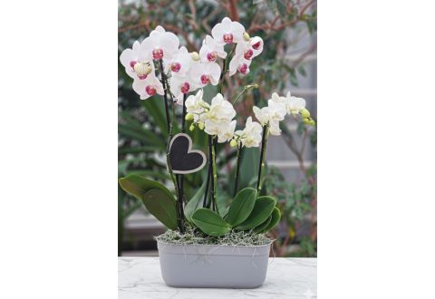 composition MURMURE D'ORCHIDÉES