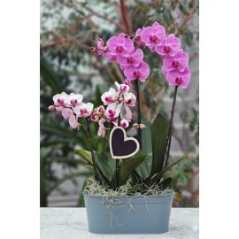 Composition Amour Intense