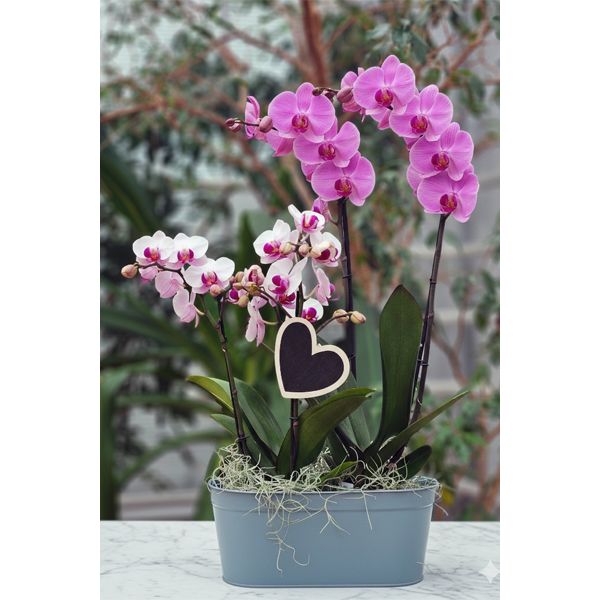 Composition Amour Intense