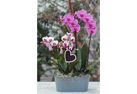 composition AMOUR INTENSE