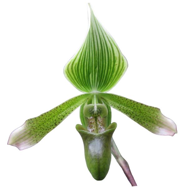 Paphiopedilum javanicum