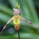 Phragmipedium Sorcerer's Apprentice
