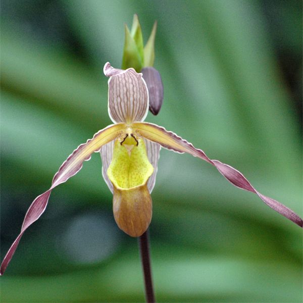 Phragmipedium Sorcerer's Apprentice