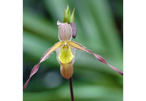 Phragmipedium Sorcerer's Apprentice PLANTE MERE