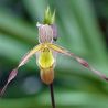 Phragmipedium Sorcerer's Apprentice PLANTE MERE