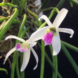 Leptotes bicolor