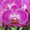Phalaenopsis Roma