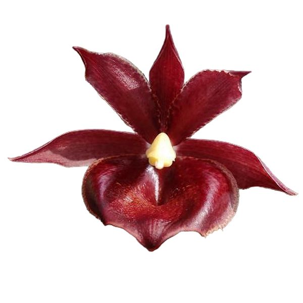 Catamodes Jumbo Riot (Morm. badia x Ctsm. Orchiglade)