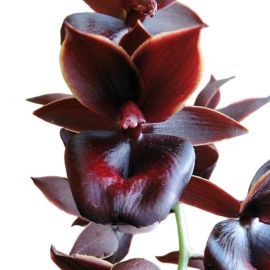 Catamodes Jumbo Rubytex 'Jumbo Black Magic' (Morm. Jumbo Bacia x Ctsm. expansum)