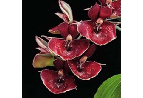 Catasetum Orchidglade 'Jack of Diamonds' AM/AOS
