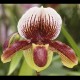 Fiche de culture de l'orchidée PAPHIOPEDILUM