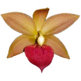 Cycnodes Jumbo Micky