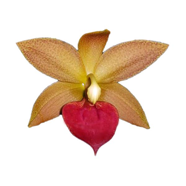 Cycnodes Jumbo Micky