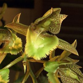 Catasetum fimbriatum