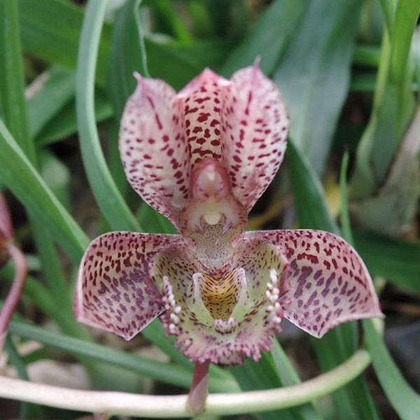 Clowesetum Jumbo Circ 'Red'