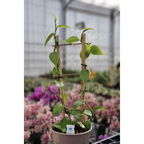 Vanille - Vanilla planifolia